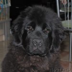 Превью фото № 82522