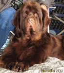 Превью фото № 82529