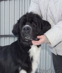 Превью фото № 82641