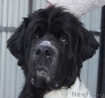 Превью фото № 82642