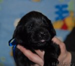 Превью фото № 82685