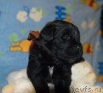 Превью фото № 82690