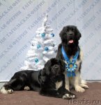 Превью фото № 83116