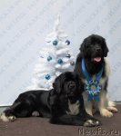 Превью фото № 83117