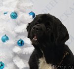 Превью фото № 83127