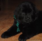 Превью фото № 83288