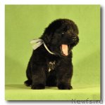 Превью фото № 83337