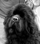 Превью фото № 83379