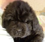 Превью фото № 83417