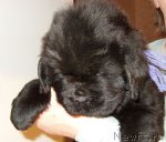 Превью фото № 83420