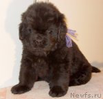 Превью фото № 83422