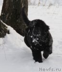 Превью фото № 83460