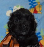 Превью фото № 83467