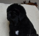 Превью фото № 83580