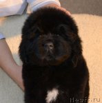 Превью фото № 83581