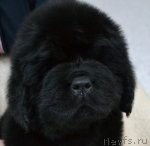 Превью фото № 83582