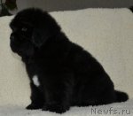 Превью фото № 83584