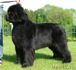 Превью фото № 8378