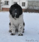 Превью фото № 83833