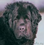 Превью фото № 8388