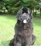 Превью фото № 8403