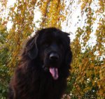 Превью фото № 84153