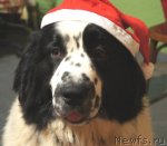 Превью фото № 84322