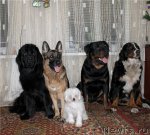 Превью фото № 84674