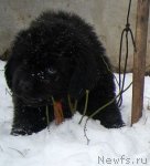 Превью фото № 84739