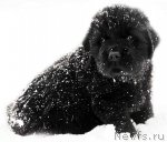 Превью фото № 84987