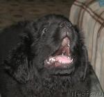 Превью фото № 8502