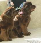 Превью фото № 85073