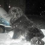 Превью фото № 8511