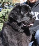 Превью фото № 85343