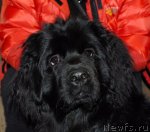 Превью фото № 85391