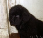 Превью фото № 85429