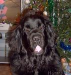 Превью фото № 8543