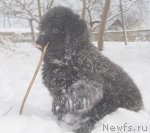 Превью фото № 85536