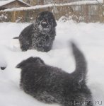 Превью фото № 85538