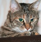 Превью фото № 85689