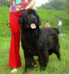 Превью фото № 85771