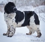 Превью фото № 85882