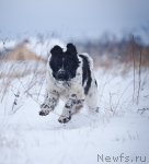 Превью фото № 85891