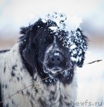 Превью фото № 85892