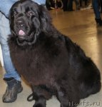 Превью фото № 85964