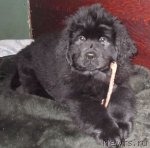 Превью фото № 86072