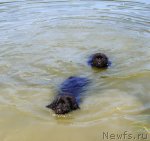 Превью фото № 86136