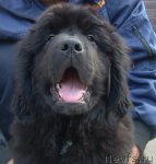 Превью фото № 86241