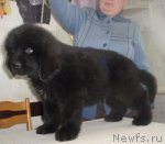 Превью фото № 86262