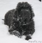 Превью фото № 86380